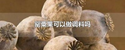 ​罂粟果可以做调料吗