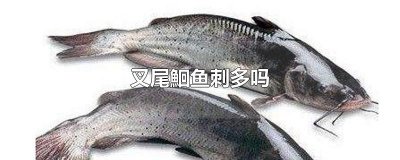 ​叉尾鮰鱼刺多吗