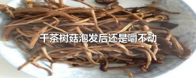 ​干茶树菇泡发后还是嚼不动