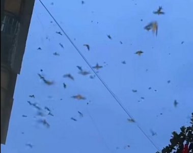 ​四川再发6.8级地震，前一天绵竹夜空飞过大量动物！是地震预兆吗