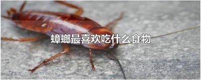 ​蟑螂最爱吃啥 蟑螂的喜欢吃什么