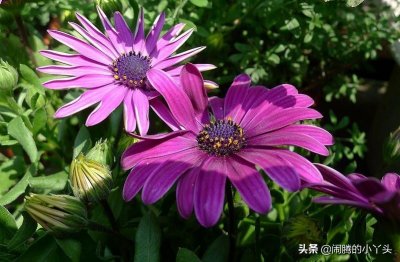 ​玛格丽特暗恋喜悦，法兰西菊满意骄傲