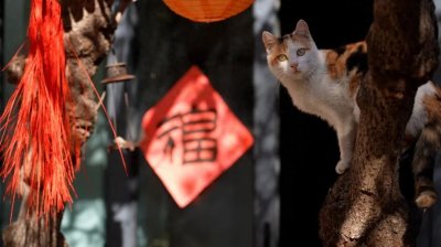 ​常熟，这年味不就来了么