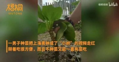 ​男子把“上海青”种成“万年青”！一棵菜传三代，网友评论亮了