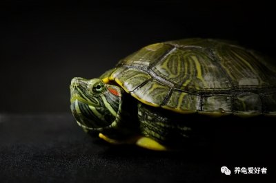 ​从现在开始，随意放生你的龟，很可能有牢狱之灾