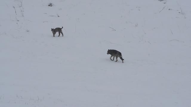 森林之王是什么动物（新一代森林之王猞猁）(8)