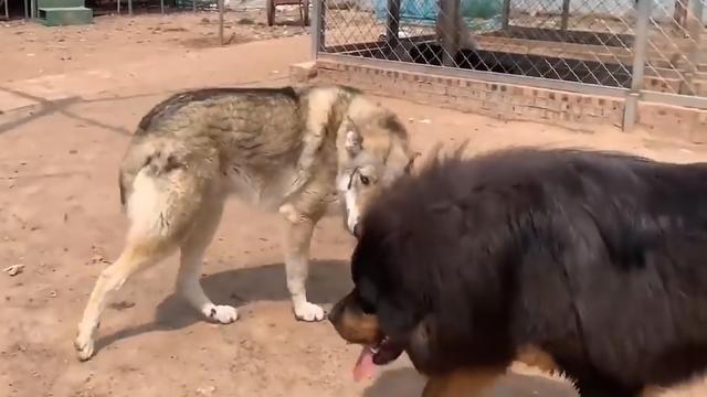 森林之王是什么动物（新一代森林之王猞猁）(9)