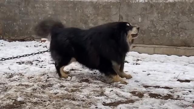 森林之王是什么动物（新一代森林之王猞猁）(4)