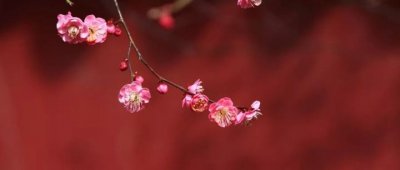 ​小人长戚戚什么意思（君子和小人的10个区别）