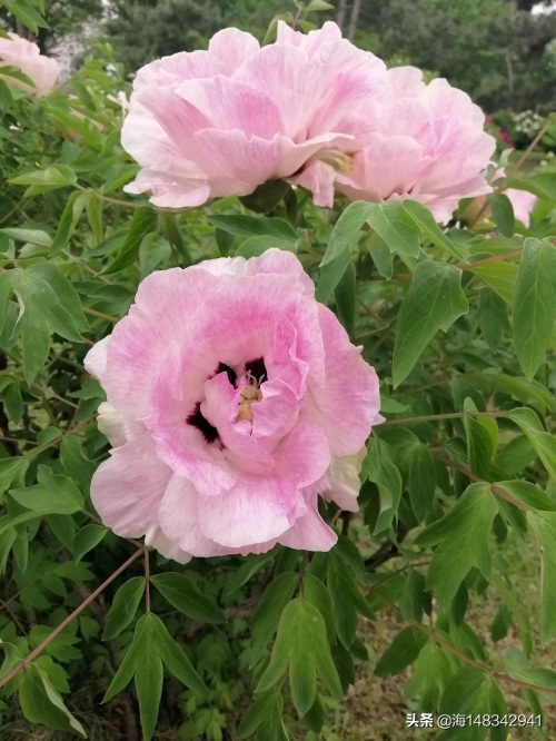带你看牡丹吧