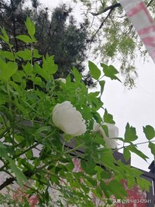 ​带你看牡丹吧