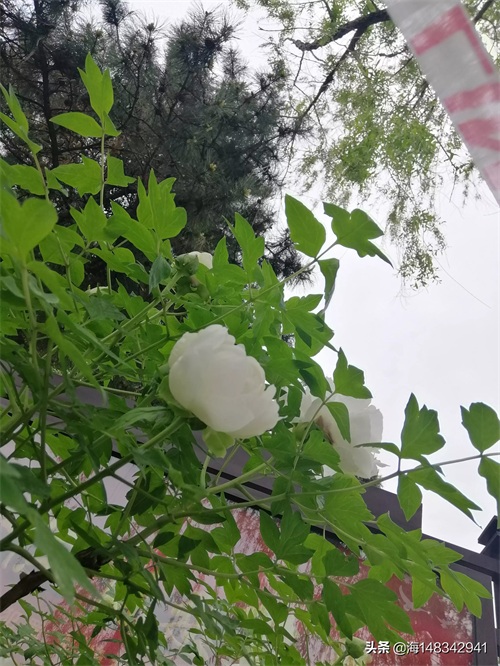 带你看牡丹吧