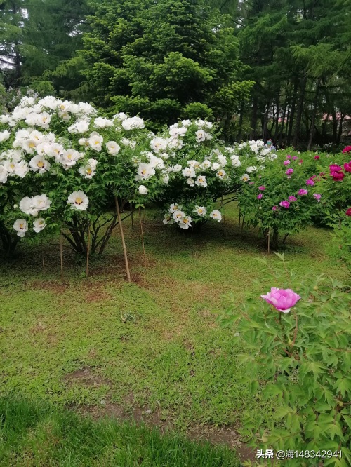 带你看牡丹吧