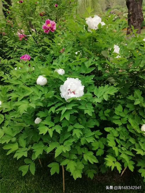 带你看牡丹吧