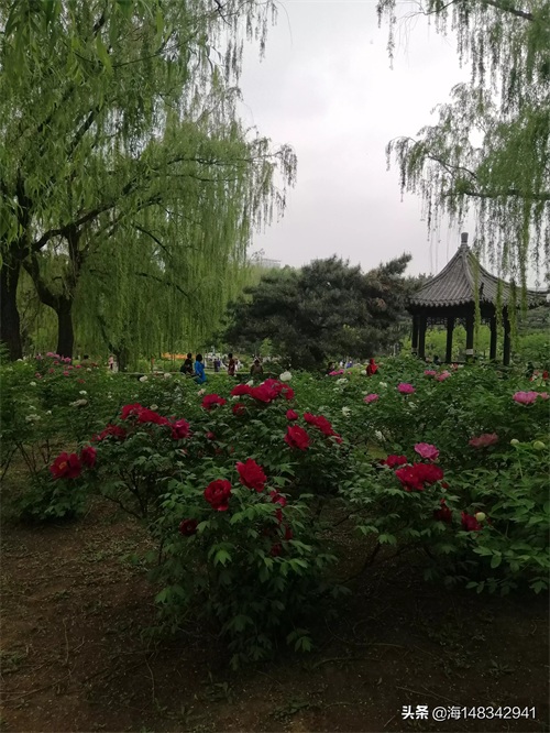 带你看牡丹吧