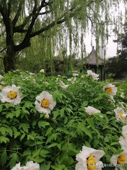带你看牡丹吧