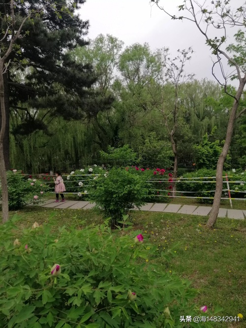 带你看牡丹吧