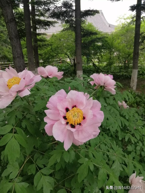 带你看牡丹吧