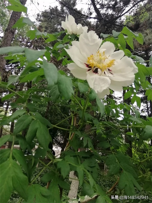 带你看牡丹吧