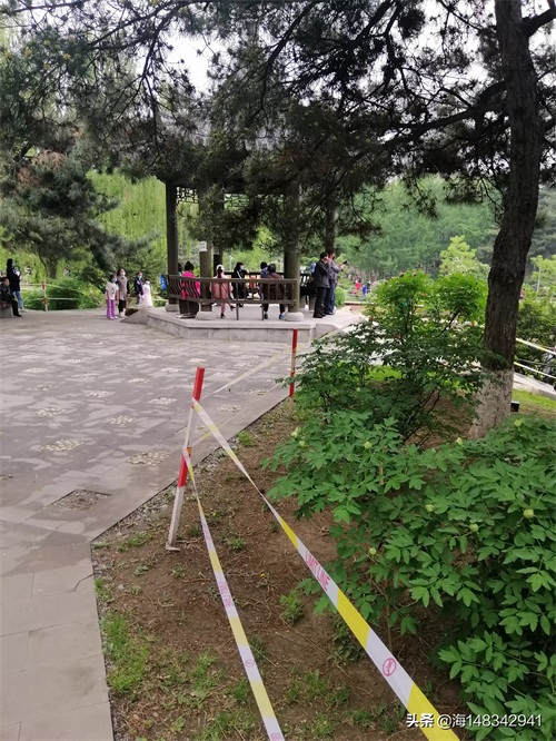 带你看牡丹吧