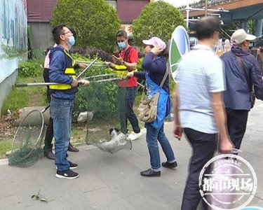 ​“铲屎官”注意了！不办证、不牵绳，狗狗将面临暂扣
