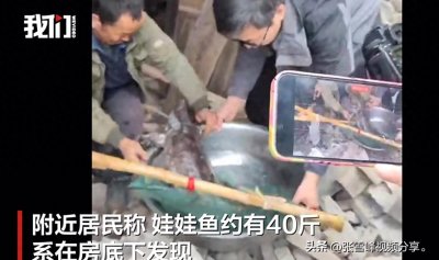 ​吉首拆迁，40斤巨型娃娃鱼现身，野生？养殖？