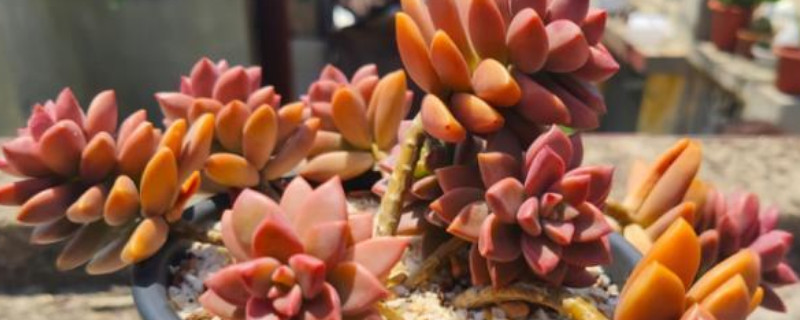 多肉叶片上有白色的霜是怎么回事(图1)