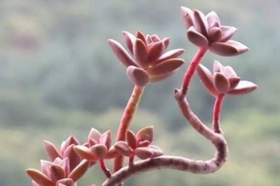 多肉叶片上有白色的霜是怎么回事(图2)