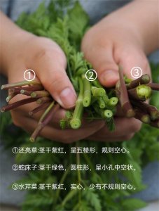 ​一张图教你辨别真假水芹菜