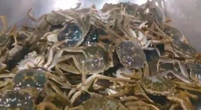 ​教你江南名菜醉蟹：不煮不蒸不油炸，肉嫩鲜香，做法简单2天能吃