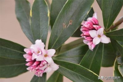​十二种招财花图片（适合家里养的十二种能招财的花）