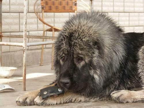 俄罗斯名犬高加索介绍（俄罗斯的国犬高加索犬）(6)