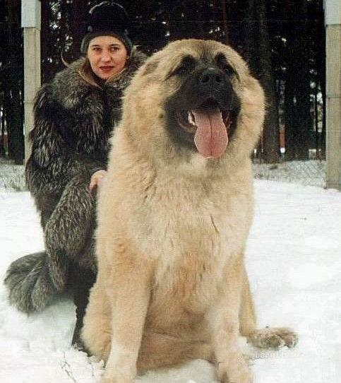 俄罗斯名犬高加索介绍（俄罗斯的国犬高加索犬）(4)