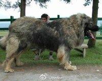 俄罗斯名犬高加索介绍（俄罗斯的国犬高加索犬）(2)