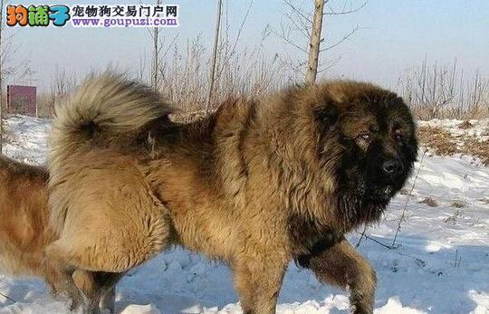 俄罗斯名犬高加索介绍（俄罗斯的国犬高加索犬）(3)