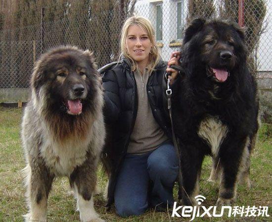 俄罗斯名犬高加索介绍（俄罗斯的国犬高加索犬）(7)