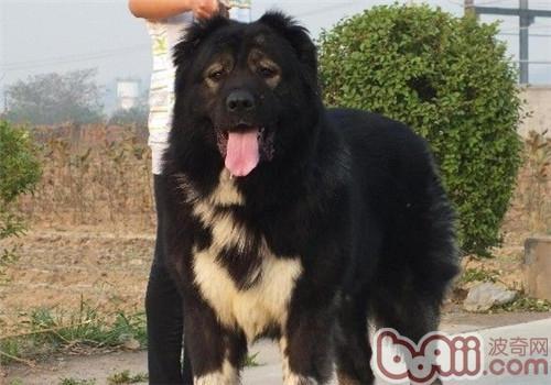 俄罗斯名犬高加索介绍（俄罗斯的国犬高加索犬）(9)