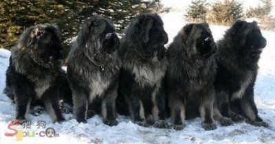 ​俄罗斯名犬高加索介绍（俄罗斯的国犬高加索犬）
