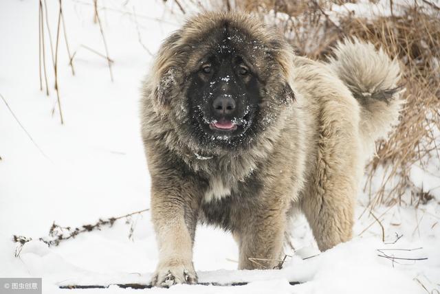 俄罗斯名犬高加索介绍（俄罗斯的国犬高加索犬）(10)