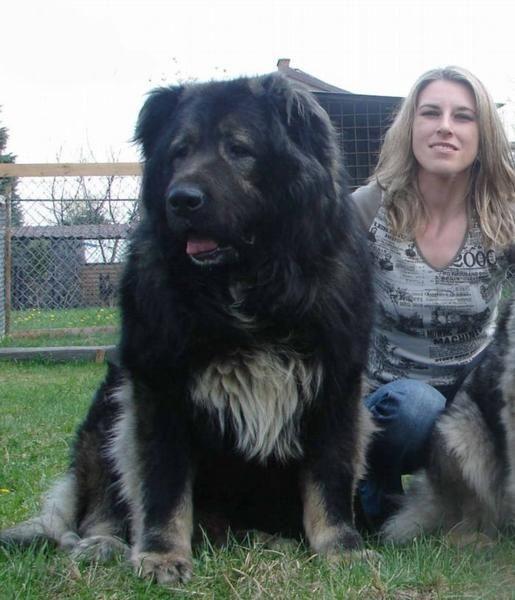 俄罗斯名犬高加索介绍（俄罗斯的国犬高加索犬）(5)