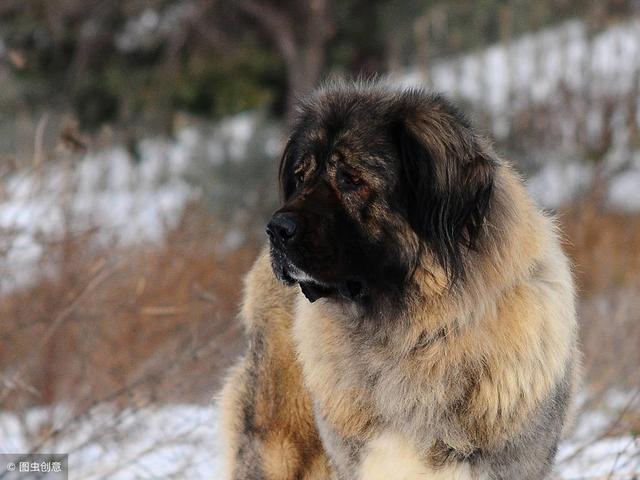 俄罗斯名犬高加索介绍（俄罗斯的国犬高加索犬）(13)
