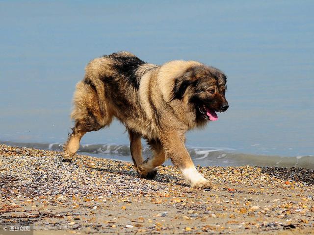 俄罗斯名犬高加索介绍（俄罗斯的国犬高加索犬）(12)