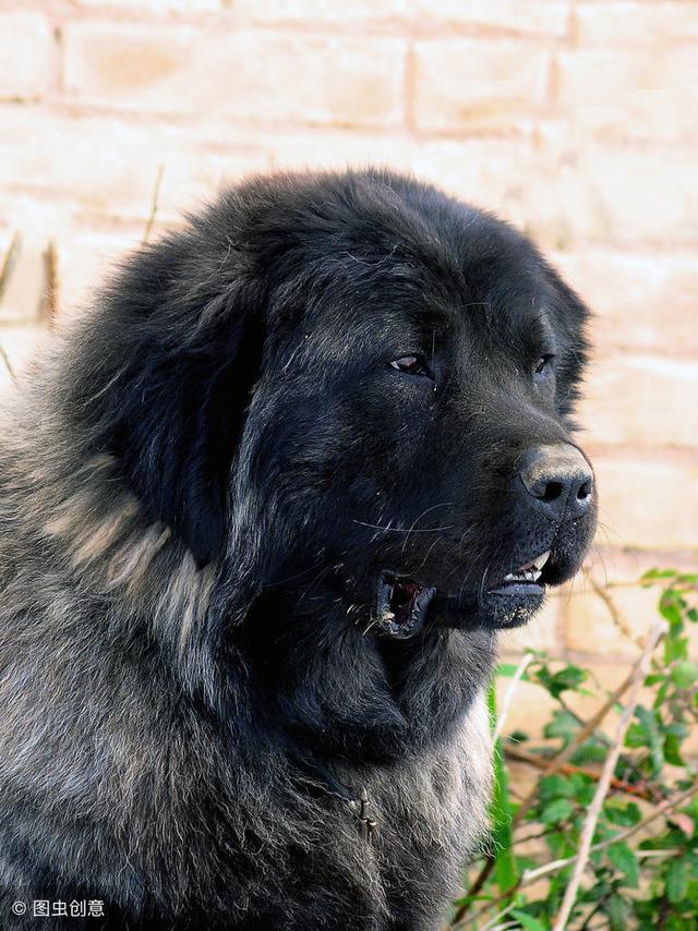 俄罗斯名犬高加索介绍（俄罗斯的国犬高加索犬）(15)