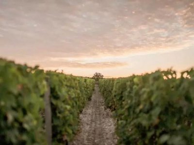 ​2016年葡萄酒，2016年葡萄酒还能喝吗