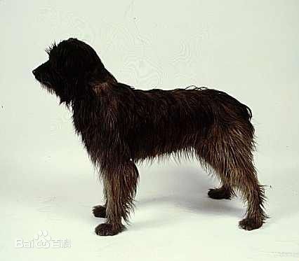 号称法国獒：比利牛斯牧羊犬，欧洲最优秀的牧羊犬
