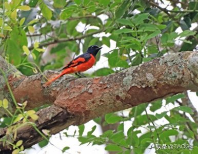​探秘神秘赤鸟：大自然中艳丽的精灵