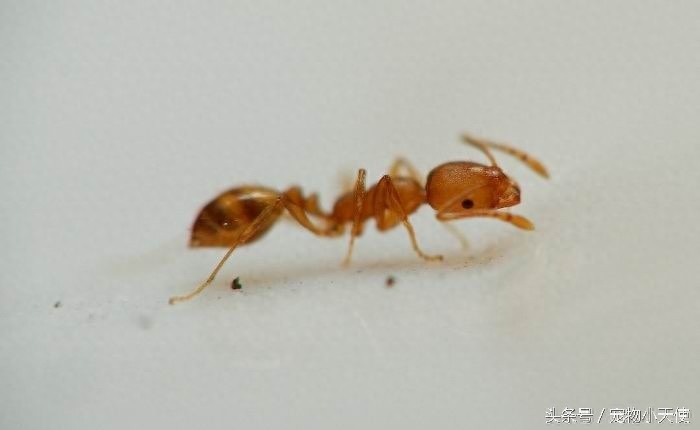 食人蚁军团轻松碾压狮狼虎豹！只留下皑皑白骨！