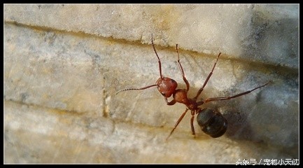 食人蚁军团轻松碾压狮狼虎豹！只留下皑皑白骨！