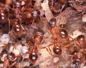 食人蚁军团轻松碾压狮狼虎豹！只留下皑皑白骨！