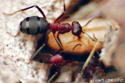 食人蚁军团轻松碾压狮狼虎豹！只留下皑皑白骨！